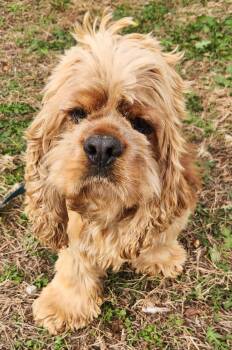 Rescue Cocker Spaniel Dogs for Adoption in Peyton, Colorado - Yukon | PetCurious