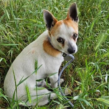 Mixed Breed and Chihuahua Dogs Available for Adoption in Salt Lake City, Utah - Maraca | PetCurious
