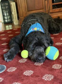 Caesar -  Standard Poodle and Great Pyrenees Dog for Adoption in Westwood, New Jersey - Caesar | PetCurious