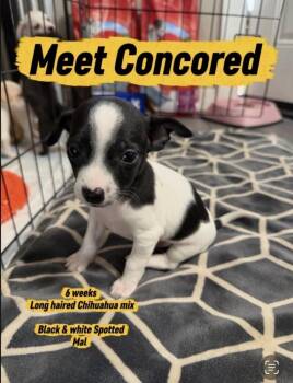 Concored -  Chihuahua Dog for Adoption in Vancouver, Washington - Concored | PetCurious