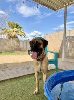 Charlotte -  Cane Corso Dog for Adoption in Glendale, Arizona - Charlotte | PetCurious