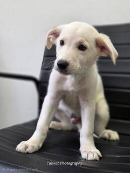 Puppy Boy 1 (Mac) -  Mixed Breed Dog for Adoption in Cambridge, Maryland - Puppy Boy 1 (Mac) | PetCurious