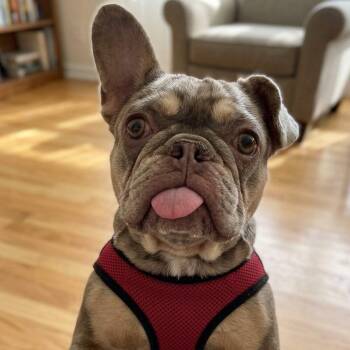 Bubbles 0900 -  French Bulldog Dog for Adoption in Boca Raton, Florida - Bubbles 0900 | PetCurious