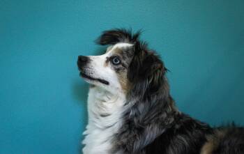 Mystic -  Australian Shepherd Dog for Adoption in Hutchinson, Minnesota - Mystic | PetCurious