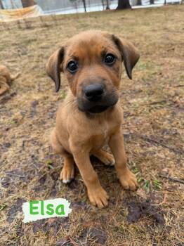 Mixed Breed Dogs Available for Adoption in Iron River, Michigan - Elsa | PetCurious