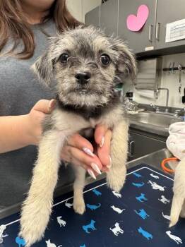 Brussels Griffon and Mixed Breed Dogs Available for Adoption in Ontario, California - PRINCE | PetCurious