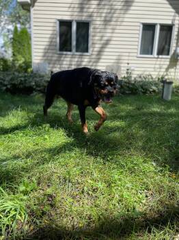 Ingrid -  Rottweiler Dog for Adoption in Island Lake, Illinois - Ingrid | PetCurious