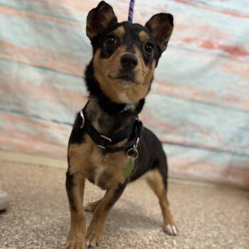 Rescue Mixed Breed Dogs for Adoption in Cheyenne, Wyoming - Chiquita | PetCurious