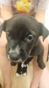 26-04 Bunsen -  Terrier Dog for Adoption in St. Helens, Oregon - 26-04 Bunsen | PetCurious