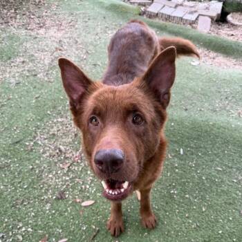 Bola -  Labrador Retriever and German Shepherd Dog Dog for Adoption in Austin, Texas - Bola | PetCurious