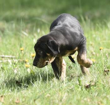 Pit Bull Terrier Dogs Available for Adoption in Mechanicsburg, Pennsylvania - Preston | PetCurious