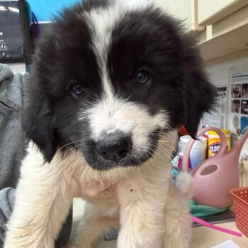 Great Pyrenees and Mixed Breed Dogs Available for Adoption in Ardmore, Oklahoma - Zelda | PetCurious
