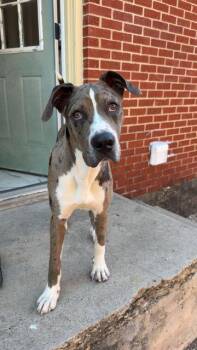 Sargent -  Great Dane Dog for Adoption in Seville, Ohio - Sargent | PetCurious