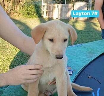 Rescue Mixed Breed Dogs for Adoption in West Chester, Pennsylvania - Layton | PetCurious