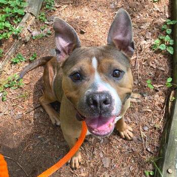 Mixed Breed Dogs Available for Adoption in Chattanooga, Tennessee - Harper | PetCurious