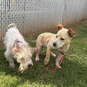 Labrador Retriever Dogs Available for Adoption in Greenville, South Carolina - Ophelia | PetCurious