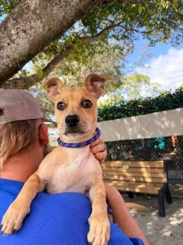 Terrier Dogs Available for Adoption - SCOOBY | PetCurious