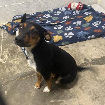Rio -  Dachshund Dog for Adoption in Clanton, Alabama - Rio | PetCurious