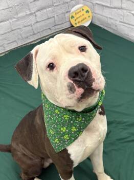 Rescue Mixed Breed Dogs for Adoption in Dearborn, Michigan - Mojo Jojo | PetCurious