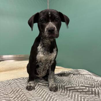 Mixed Breed Dogs Available for Adoption - Krypto | PetCurious