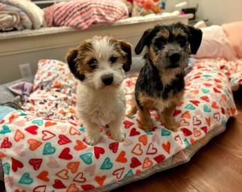 Terrier Dogs Available for Adoption in Aurora, Indiana - Sisters : Cammy | PetCurious