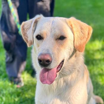 Banana - City of Industry Location -  Yellow Labrador Retriever and Golden Retriever Dog for Adoption in Chino Hills, California - Banana - City Of Industry Location | PetCurious