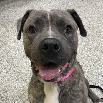 Trout -  Pit Bull Terrier Dog for Adoption in Golden, Colorado - Trout | PetCurious