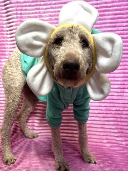 Willow -  Standard Poodle Dog for Adoption in Elizabethtown, Pennsylvania - Willow | PetCurious