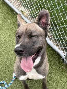 Olympian -  Siberian Husky and Pit Bull Terrier Dog for Adoption in Fishers, Indiana - Olympian | PetCurious