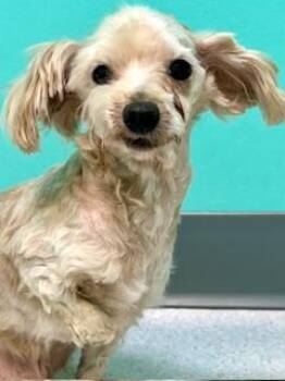 Poodle and Shih Tzu Dogs Available for Adoption in Ladson, South Carolina - Charlie | PetCurious