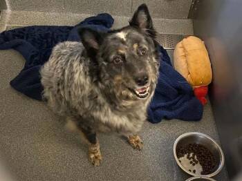 BABY GIRL -  Australian Cattle Dog Blue Heeler and Mixed Breed Dog for Adoption in Tustin, California - BABY GIRL | PetCurious