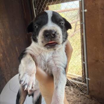 Senegal -  Mixed Breed Dog for Adoption in Moab, Utah - Senegal | PetCurious