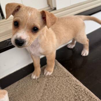 Goldie -  Chihuahua and Terrier Dog for Adoption in Lancaster, Ohio - Goldie | PetCurious
