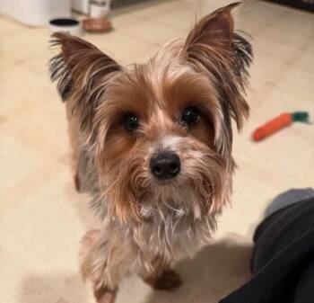 Yuki -  Yorkshire Terrier Dog for Adoption in Port Jervis, New York - Yuki | PetCurious