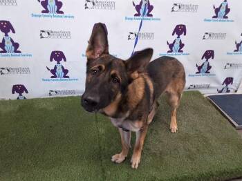 German Shepherd Dog Dogs Available for Adoption in Orlando, Florida - ROCKY | PetCurious