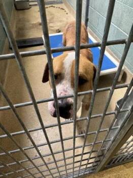 Pit Bull Terrier Dogs Available for Adoption in Oakland, California - Tyke | PetCurious