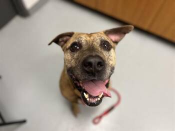 Mixed Breed Dogs Available for Adoption in St. Cloud, Florida - ONION | PetCurious