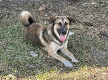 Rescue Anatolian Shepherd Dogs for Adoption in Greater Northdale, Florida - Max | PetCurious