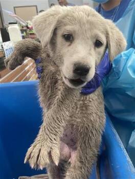 Mixed Breed Dogs Available for Adoption - DW | PetCurious