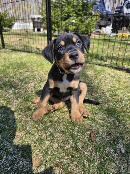 Bernese Mountain Dog and Pit Bull Terrier Dogs Available for Adoption in Rockaway, New Jersey - Storm Newark | PetCurious