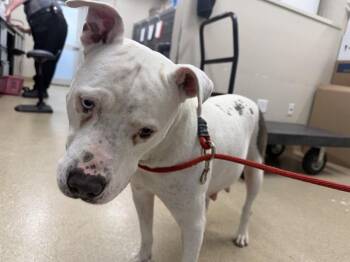 American Staffordshire Terrier and Mixed Breed Dogs Available for Adoption in Grand Prairie, Texas - ISIS | PetCurious