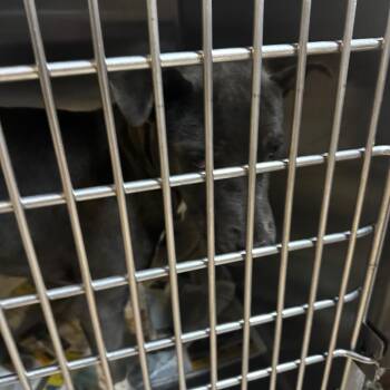 Rescue Mixed Breed Dogs for Adoption in Gadsden, Alabama - ELM 51 | PetCurious