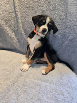 Feist Dogs Available for Adoption in Greensboro, North Carolina - Feist Pup Male | PetCurious