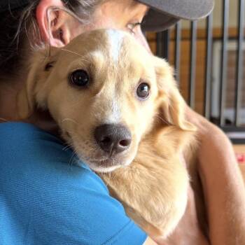 Alvin -  Spaniel Dog for Adoption in Stokesdale, North Carolina - Alvin | PetCurious