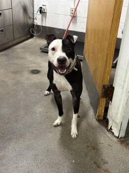 CHASE -  Pit Bull Terrier Dog for Adoption - CHASE | PetCurious
