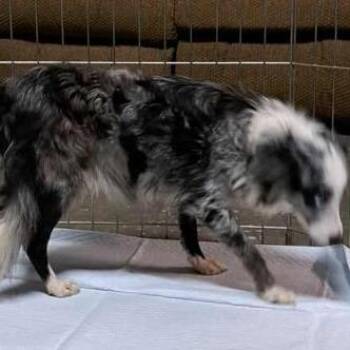 Amanda -  Australian Shepherd Dog for Adoption in Ada, Minnesota - Amanda | PetCurious