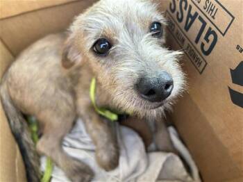 MISTER -  Terrier Dog for Adoption in San Antonio, Texas - MISTER | PetCurious