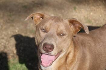 Weimaraner Dogs Available for Adoption in Brookhaven, Mississippi - Theodore 26 | PetCurious