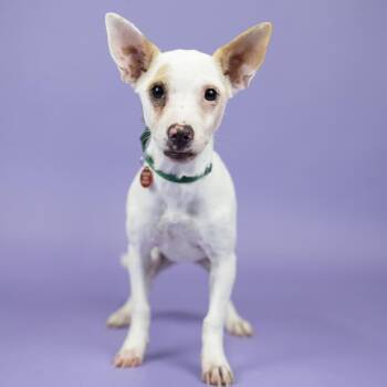 Flan -  Terrier and Chihuahua Dog for Adoption in Portland, Oregon - Flan | PetCurious