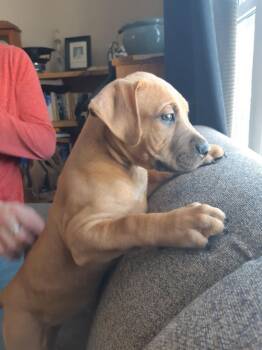 Labrador Retriever and Boxer Dogs Available for Adoption - Vic | PetCurious